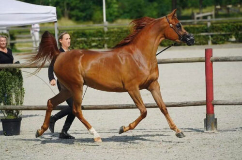 Alouette Kossack