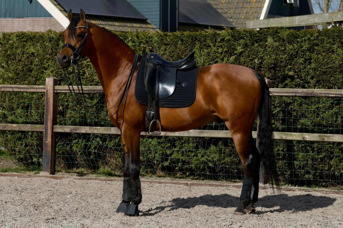 A Kanz of Kossack (8)