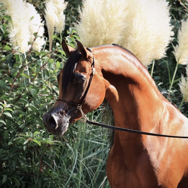 A Kanz of Kossack (9)